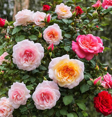 Mixed Colors Rose Seeds for seasonal color across the a Colorful Rose Garden