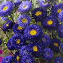Aster Aster Alpinus Mixed Seeds grown for wildflower Seasonal Color Displays
