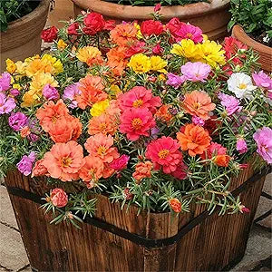 Rose Rosa hybrida mixed flower seeds for planting in vertical garden or backyard flower trellises - for planting in home garden