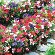 Sweet pea flower Seeds (Lathyrus latifolius) for a reliable harvest in the vertical gardens or balcony trellises
