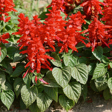 Salvia Splendens Reddy Salmon Seeds for a lasting display in the Pollinator Garden Flower Bed