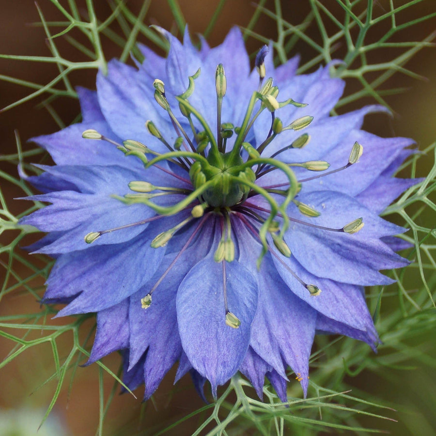 Love-in-a-Mist (Nigella damascena) Blue variety for planting in flower bed