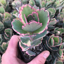 Kalanchoe Seeds (Kalanchoe spp.) for colorful blooms in the Home Garden & Flower Bed