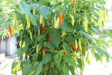 Birgits Locoto Chili Pepper Seeds for home growers seeking a reliable harvest