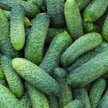 Cucumber Seeds for home growers seeking a reliable harvest
