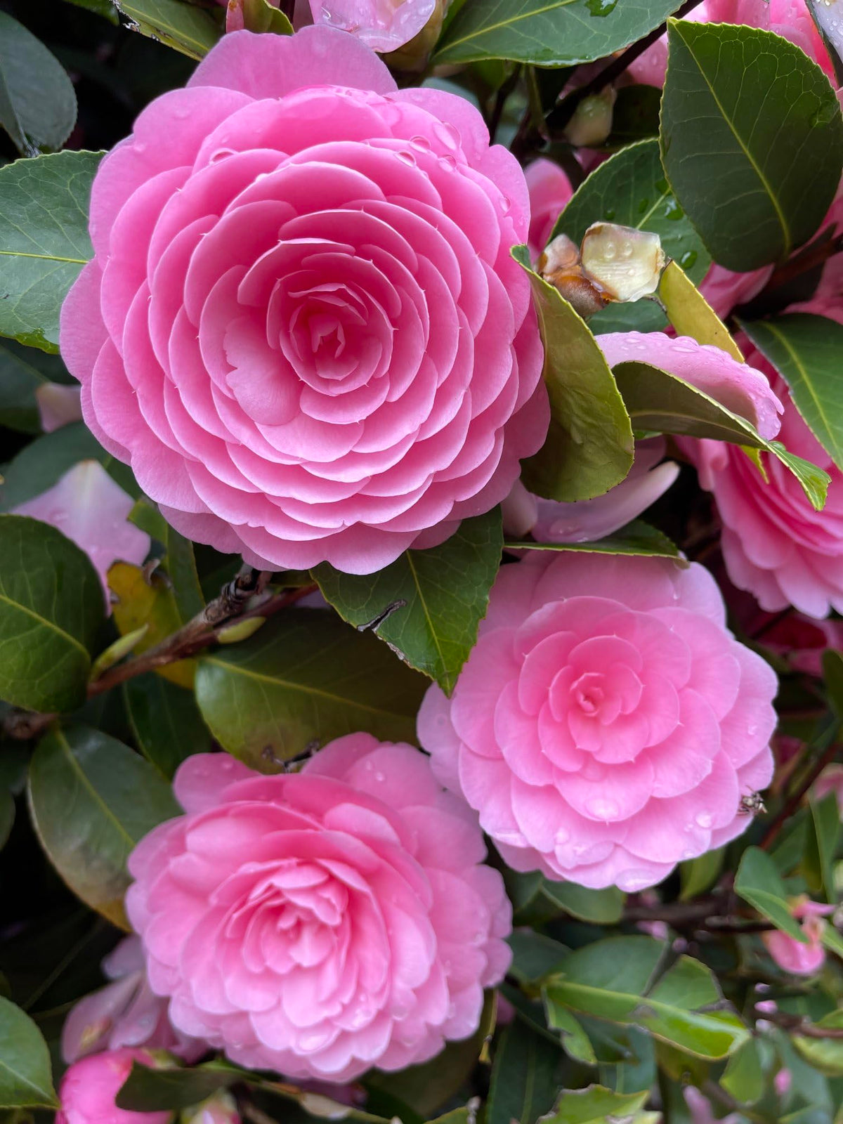 Japanese Camellia  Camellia japonica  for bonsai and flower garden use