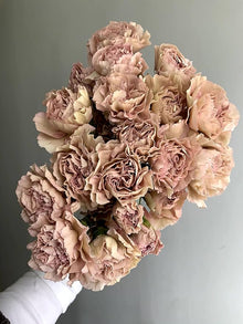 Multicolor Carnation Seeds for a colorful addition to any planting