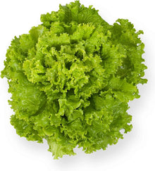 Geely Lettuce Seeds (Lactuca sativa) for growers stocking the Urban Garden
