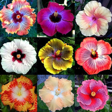 Hibiscus Moscheutos Rare Giant Purple Seeds for seasonal color across the Bold Garden Borders
