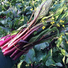 Redbar Kale Seeds (Brassica oleracea) for a reliable harvest in the cold-weather decorative gardens