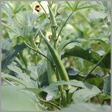 Okra Seeds (Abelmoschus esculentus) for a fresh homegrown crop from the Green Gumbo Fry Boil in Backyard Garden