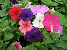 Petunia Seeds (Petunia hybrida) for a bright addition to the home garden and balcony planters