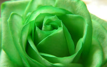 Green Roses Seeds for growers filling out the flower bed garden