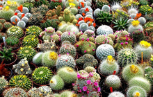 Flowering Cactus Seeds for easy-care planting in the Cactaceae bed rock garden