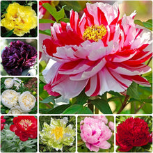 Peony Seeds (Paeonia lactiflora) for colorful blooms in the backyard flower beds and home garden