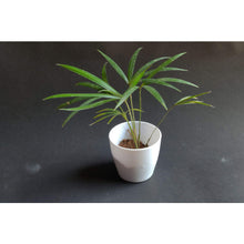 Evergreen Rattan Seeds (Calamus rotang) for a lasting display in the tropical landscaping and garden planting