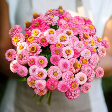 Zinnia Bon Bon Mix Seeds for a colorful addition to any planting
