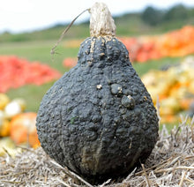 Chicago Warted Hubbard Winter Squash Seeds prized among growers for hearty Winter Meals
