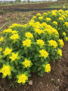 Euphorbia Polychroma Seeds (Euphorbia polychroma) for a bright addition to the Flower Bed