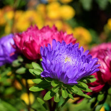 Aster Seeds (Aster spp.) for a lasting display in the Flower Bed