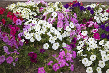 Mixed Hanging Petunia Seeds (Petunia spp.) valued for hanging Baskets