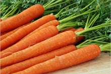 Moonraker Carrot Seeds for growers stocking a kitchen garden