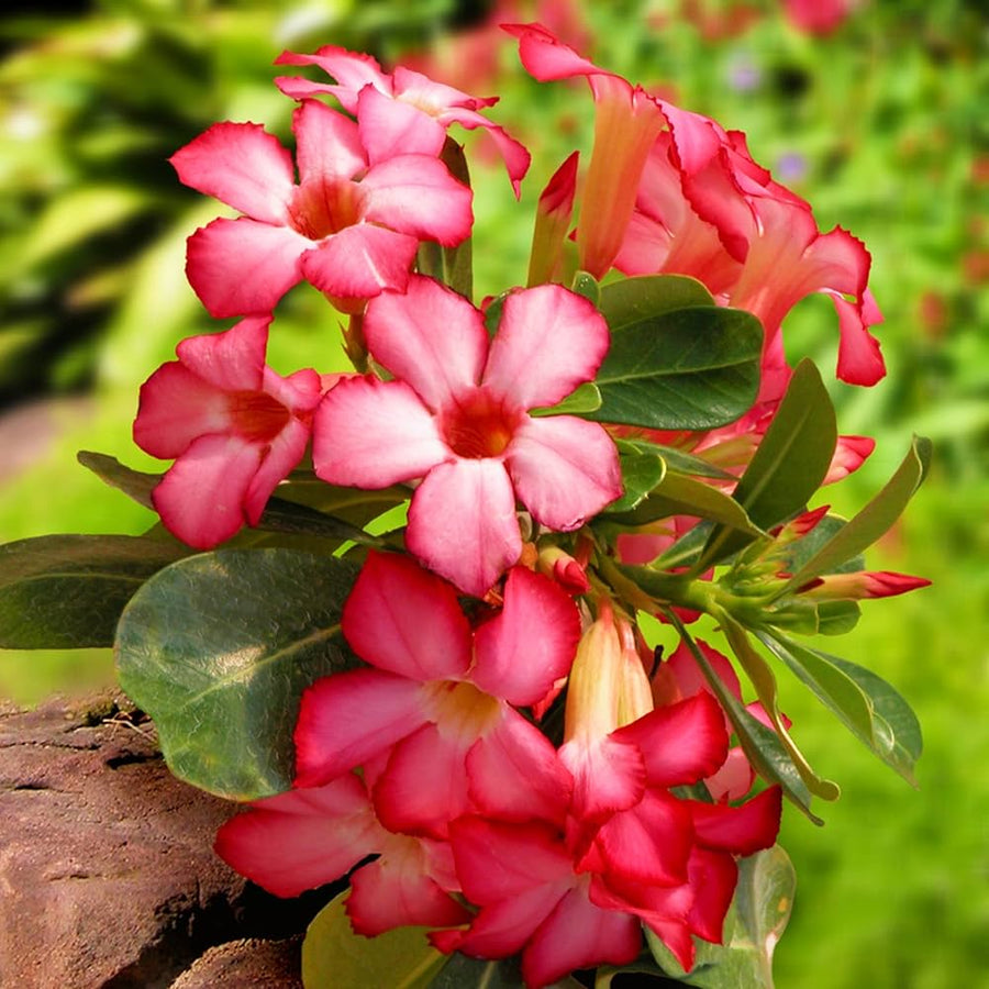 Adenium Obsum Desert Rose Rainbow seeds