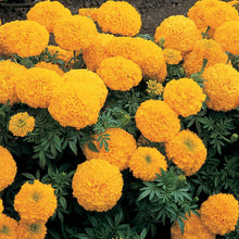 African Marigold Antigua Primrose Seeds for colorful blooms in the bright yellow garden blooms
