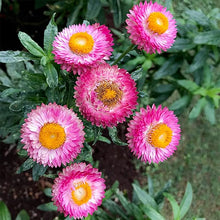 Everlasting Paper Daisy Helichrysum Bracteatum Seeds for growers filling out the Flower Bed