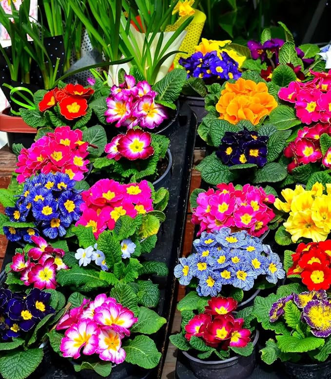 Rainbow Primrose Primula Malacoides Flower Seeds for Planting in Home Garden and Balcony Pots - for planting in home garden