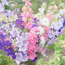 Delphinium "Ajacis" Blue Seeds for growers filling out the Garden