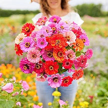 Zinnia Dahlia Fiorito Mixed Colors Heat-Tolerant Seeds for a colorful addition to any planting
