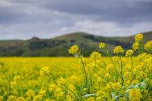 Brown Mustard for planting in vegetable patch