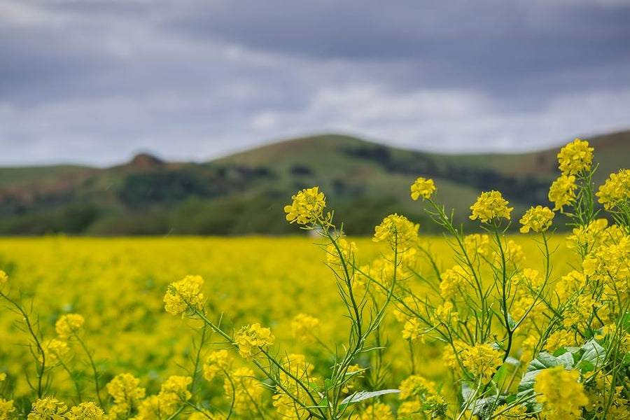 Brown Mustard for planting in vegetable patch