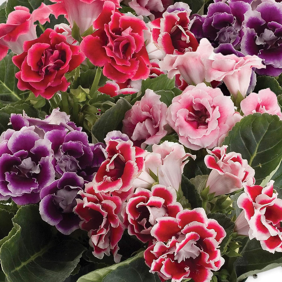Gloxinie seeds for planting – trumpet-shaped flowering plant seeds, suitable for indoor gardens, greenhouses, and container gardening
