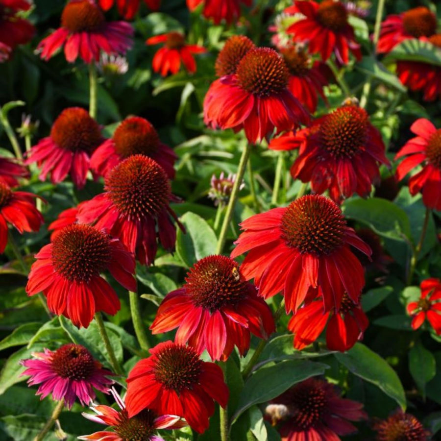 Heirloom Roter Rubin Echinacea Perennial Sonnenhut Seeds