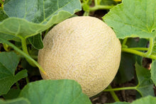 Honigtau Melon Seeds for a reliable harvest in the Juicy Garden Fruits