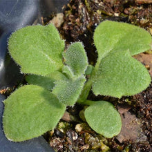 Rockcress Seeds (Aubrieta deltoidea) for colorful blooms in the Rock Garden
