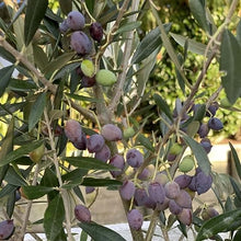 European Olive Olea Europaea Seeds for sweet homegrown fruit in the Bonsai Garden