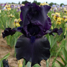 Iris Iris Tectorum Chinese Seeds for colorful blooms in the Backyard Shaded Borders