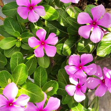 Periwinkle Catharanthus Roseus Vinca Seeds for a lasting display in the Home Low-Maintenance Beds