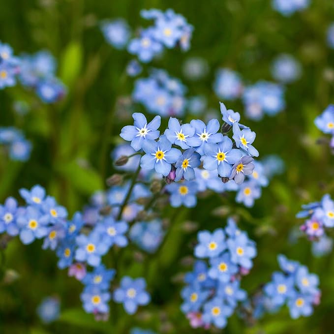 Forget-Me-Not ��������� Myosotis spp. blue flowers for planting in garden