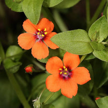 Anagallis Arvensis - Pimpernel Caerulea Blaulicht Annual Seeds for growers seeking a long-blooming display
