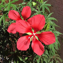Hibiscus Coccineus Red Star Seeds grown for tropical Hibiscus Red Blooms