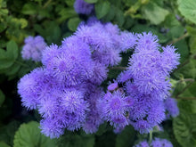Ageratum Ageratum Mexicanum Blue Seeds for a bright addition to the Borders, Beds, and Pollinator Gardens