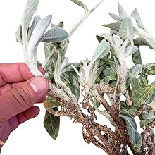 Lamb's Ear Plant Seeds (Stachys byzantina) for growers filling out the Flower Garden