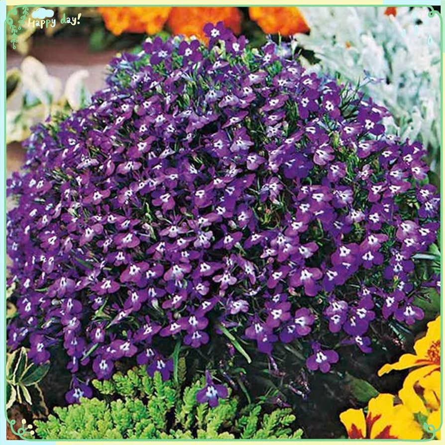 Lobelia Mrs. Clibran seeds (Lobelia erinus) for container or border flower planting