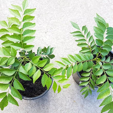 Curry Leaf Murraya Koenigii Seeds for growers seeking a long-blooming display