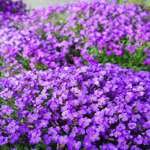 Aubrieta Cascade Viola Rock Cress Seeds (Aubrieta deltoidea) for growers filling out the groundcover and ornamental garden planting