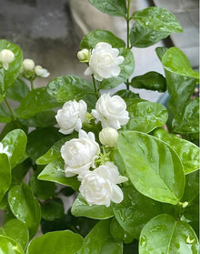 Jasmine Seeds (Jasminum spp.) for growers filling out the Indoor Garden